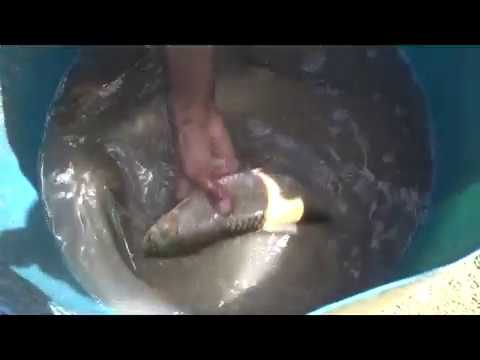 Видео: Мохипарвари - Фархор