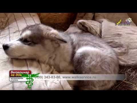 Видео: Энтерит у собак