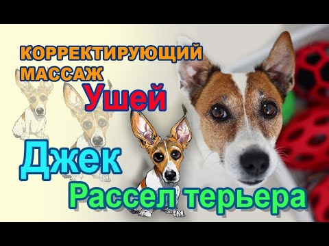 Видео: У Джек Рассела встают уши: корректируем при помощи массажа