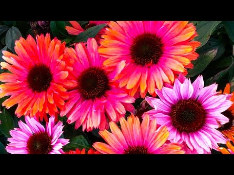 Видео: 25 ЭФФЕКТНЫХ НЕПРИХОТЛИВЫХ ЦВЕТОВ ДЛЯ ПОСЕВА В МАРТЕ