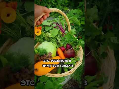 Видео: Грядки осенью! #садоводничество #юмор #дача #обзордачи #сад #рецепт