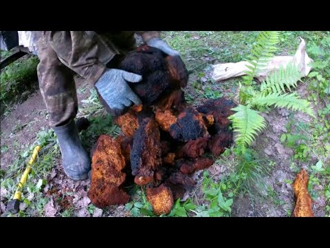 Видео: Заработок на сборе чаги.Собираем новую партию.