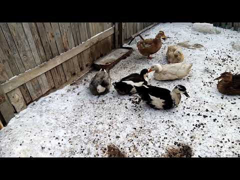 Видео: #утки #гуси утки и гуси в - 25