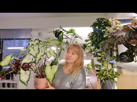 Видео: Обзор монстер Альбо,филодендронов,антуриумов и т.д #plants #top #обзор #garden #цветы #растения