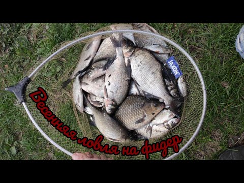 Видео: Рыбалка на фидер весной. Чигиринское водохранилище. Рыбалка в апреле