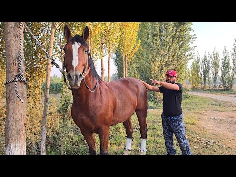 Видео: ЧЕМПИОН ОТ ЖАМШИДБЕКДА...