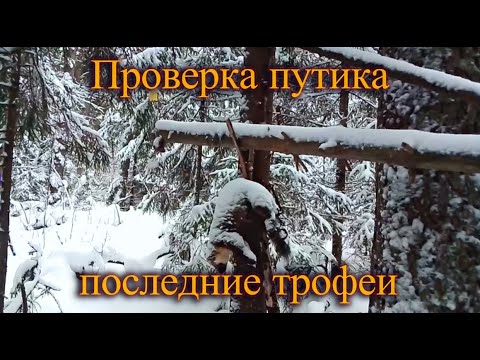 Видео: Проверка путика. Последние трофеи.