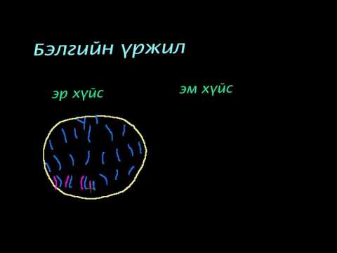 Видео: Зүйлүүдийн олон янз байдал