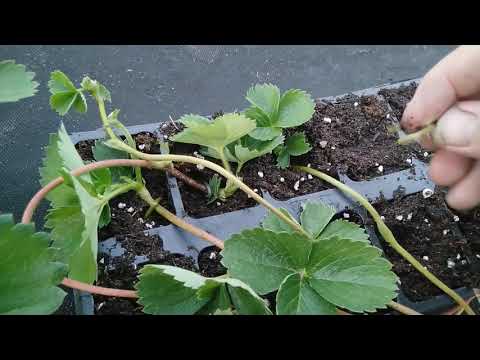 Видео: Чем пришпилить усики клубники,эконом варианты!