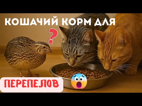 Видео: ❗️СЕКРЕТНАЯ подкормка для ПЕРЕПЕЛОК, о которой мало кто знает! 🐥