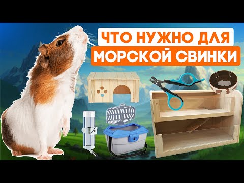 Видео: Что нужно купить для морской свинки? Аксессуары для морских свинок