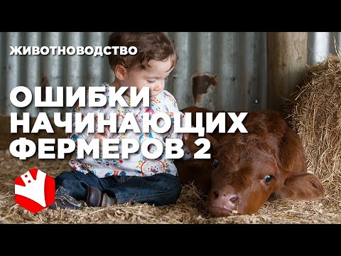 Видео: Ошибки начинающих фермеров 2 | Ферма с нуля | Философия фермера | Мясное животноводство