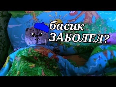 Видео: 💞БАСИКИ💞 басик ЗАБОЛЕЛ? 😭