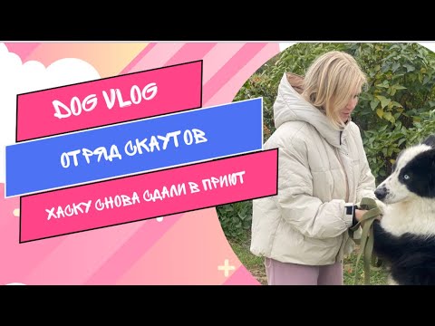 Видео: DOG VLOG: Черкес уезжает. Отряд скаутов. Хаску снова сдали в приют.