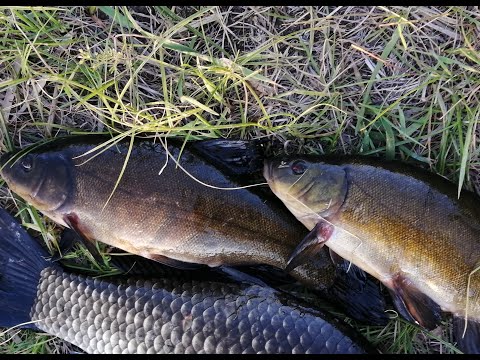 Видео: Рыбалка в Ахтубинской пойме. В поисках ЛИНЯ.