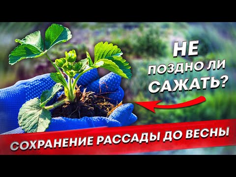 Видео: Ответ на самый частый вопрос осени. Как сохранить рассаду. Не поздно ли сажать.