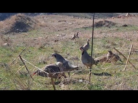 Видео: 1 ноября 2024 г.