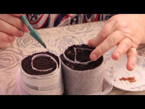 Видео: Эти нежные ЦВЕТЫ лучше сеять БЕЗ ПИКИРОВКИ. Посев без дальнейшей пикировки. Лучший способ.