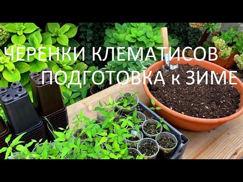 Видео: ПОДГОТОВКА  черенков клематисов к ЗИМОВКЕ. Где  они зимуют