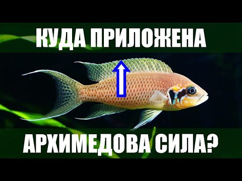 Видео: Куда приложена архимедова сила?