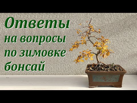 Видео: Ответы на вопросы по зимовке бонсай.
