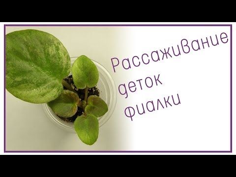 Видео: Рассаживание деток фиалки