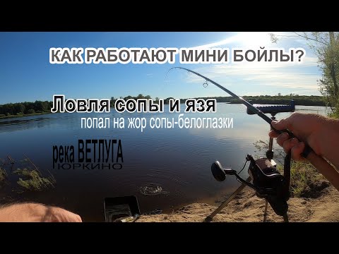 Видео: КАК РАБОТАЮТ МИНИ БОЙЛЫ? ФИДЕРНАЯ ЛОВЛЯ СОПЫ И ЯЗЯ НА РЕКЕ ВЕТЛУГА ЛЕТОМ В ИЮНЕ