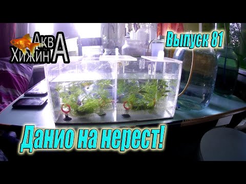 Видео: Нерестовик для данио. Вести из Хижины. Обзорчик (Аква Хижина, выпуск 81)