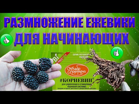 Видео: Размножение ежевики для начинающих.