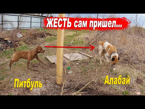 Видео: Жесть !!! Алабай пришел на территорию питбулей !!! Что было дальше !!!???