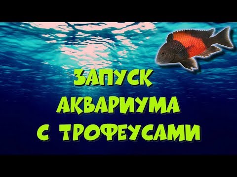 Видео: Запуск аквариума с трофеусами
