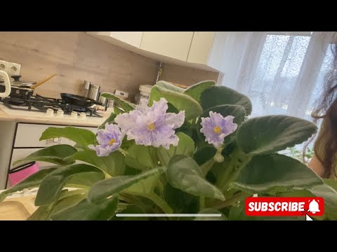 Видео: Жизнь в Деревне/Мы дома