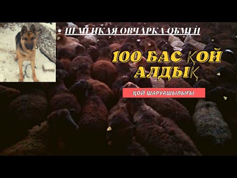 Видео: Қой шаруашылығы🐑. 100 бас тоқты🔥. еділбай қазақы қой тұқымдары.