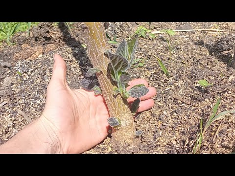 Видео: Технический Срез Павловнии Войлочной Томентоза :-)