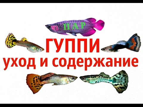 Видео: АКВАРИУМНЫЕ РЫБКИ ГУППИ, УХОД,СОДЕРЖАНИЕ И КОРМЛЕНИЕ .Poecilia reticulata