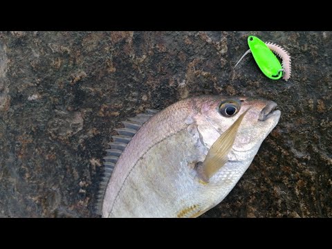 Видео: Крупный морской карась на колебалки. Рокфишинг.Небуг