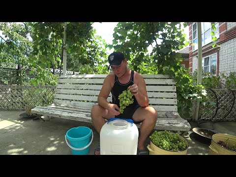 Видео: Домашнее виноделие из столовых сортов винограда