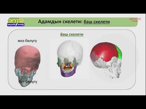 Видео: 8-класс | Биология | Таянгыч жана кыймылдаткыч системасы