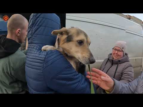 Видео: ЧАСІВ ЯР | Перша евакуація тварин із міста, що закриває собою фортеця Бахмут