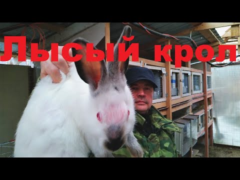 Видео: Кролик облысение Почему у кролика выпадает шерсть