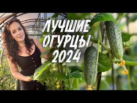 Видео: Самые урожайные и вкусные огурцы для теплицы, лучшие гибриды и сорта. Семена огурцов, как вырастить?