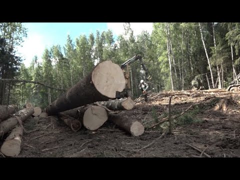 Видео: Cпециальный репортаж «Губернские этюды. Не спеша, в Торопец»