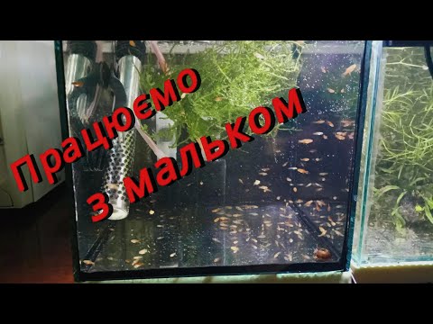 Видео: Працюємо з мальком 4К  #aquarium #aquarium4k #4k #fishtank #аквахобі