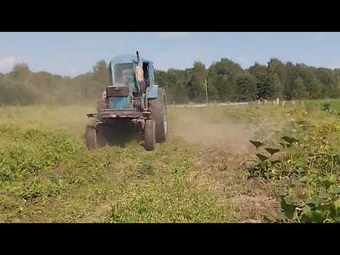 Видео: подготовка картошки к копу# сбиваю траву