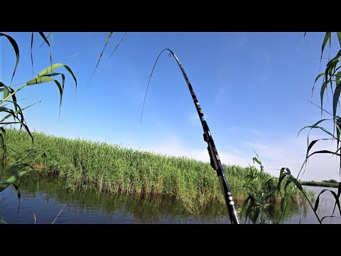 Видео: УДОЧКА В ДУГУ - ПОПЛАВОК НА ДНО! КАРПЫ ОБРЫВАЮТ СНАСТИ. А секрет прост! Рыбалка в родных камышах.