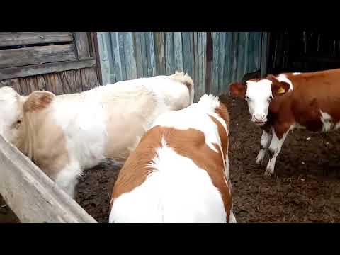 Видео: Вот так они и жили