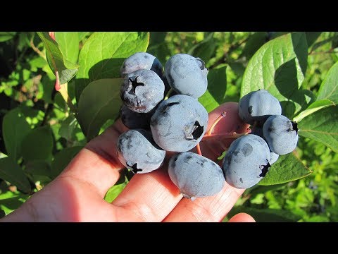 Видео: Как зимует голубика, рододендроны и другие декоративные растения