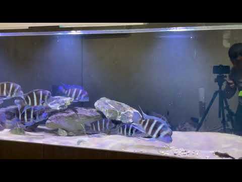 Видео: 18 декабря 2021 г.