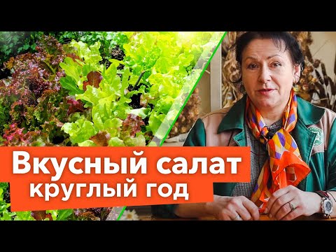 Видео: ВСЁ, ЧТО ВЫ ХОТЕЛИ ЗНАТЬ О САЛАТЕ И ДАЖЕ БОЛЬШЕ! Восхитительные сорта и секреты выращивания салата