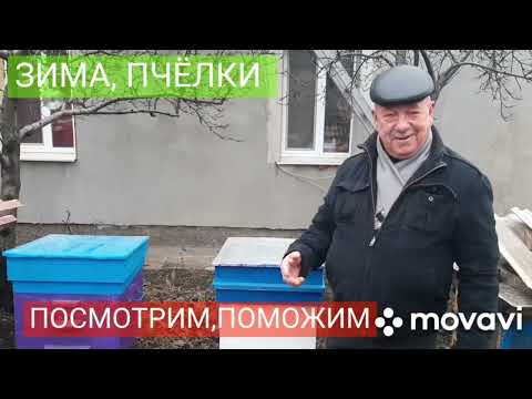 Видео: Зима пчёлки